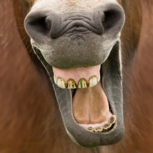 Paard