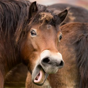 Paard 2