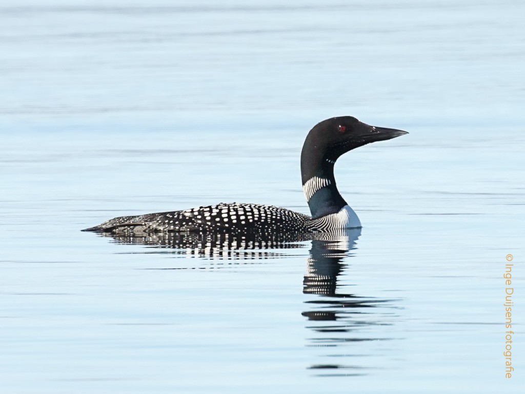 Parelduiker in IJsland