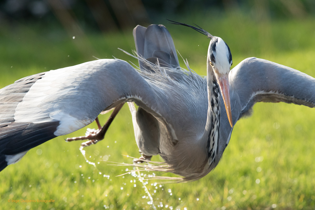 Blauwe reiger