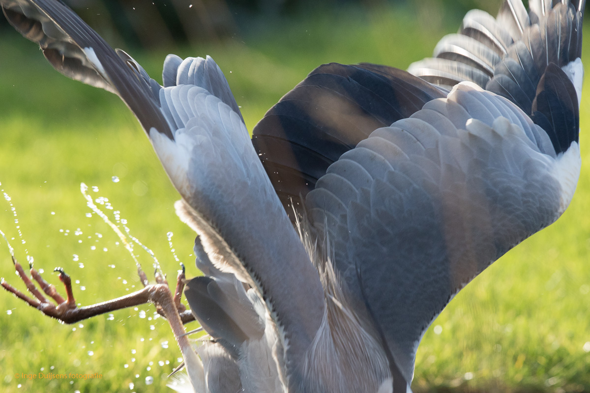 Reiger duikt