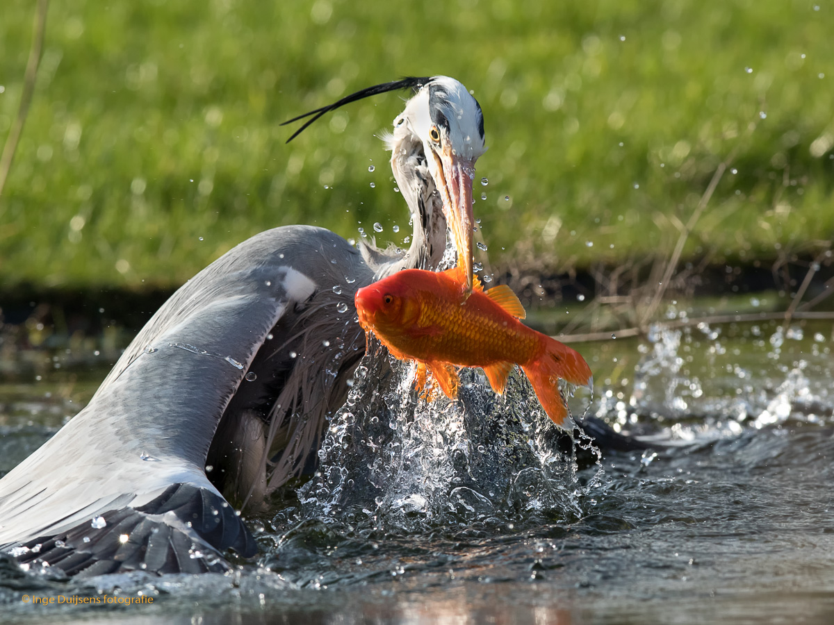 Blauwe reiger pakt grote Goudvis