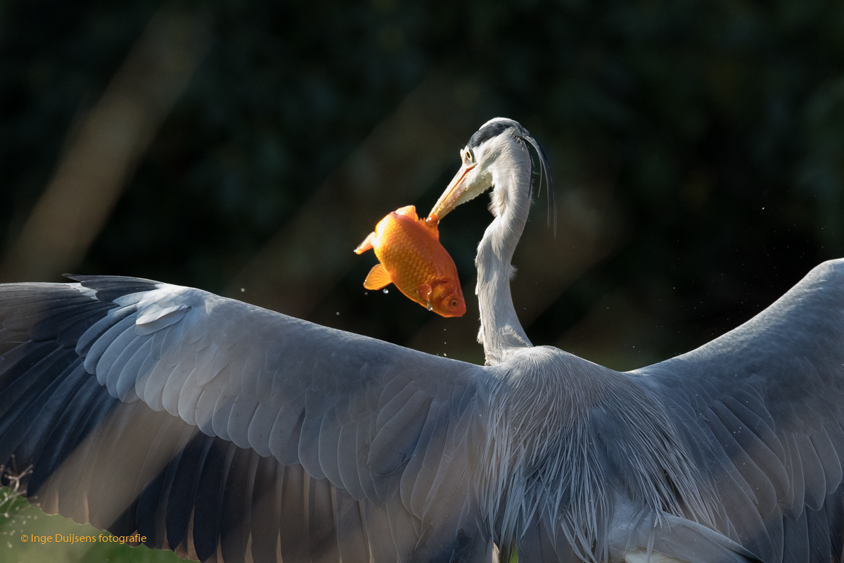 Blauwe reiger