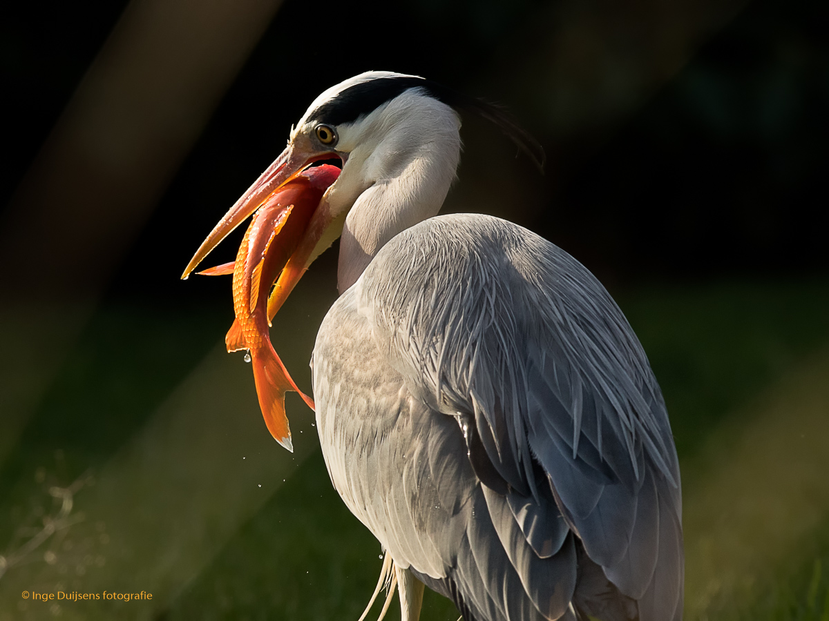 Blauwe reiger met goudvis