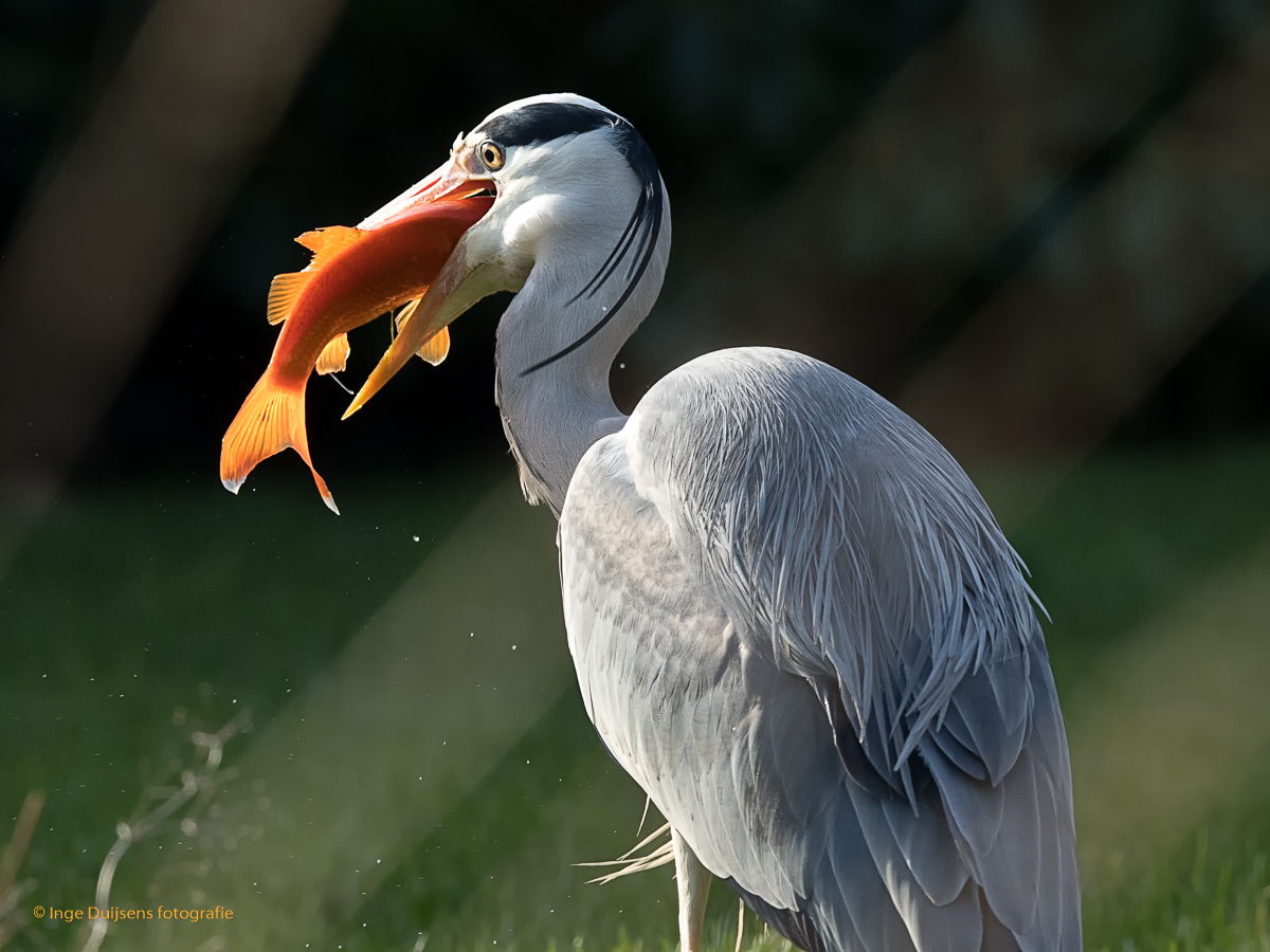 Blauwe reiger