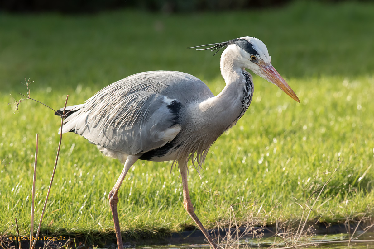 Blauwe reiger