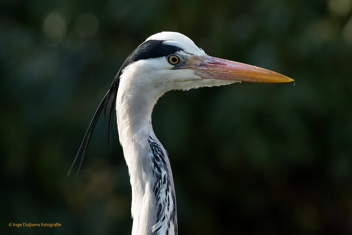 Blauwe reiger