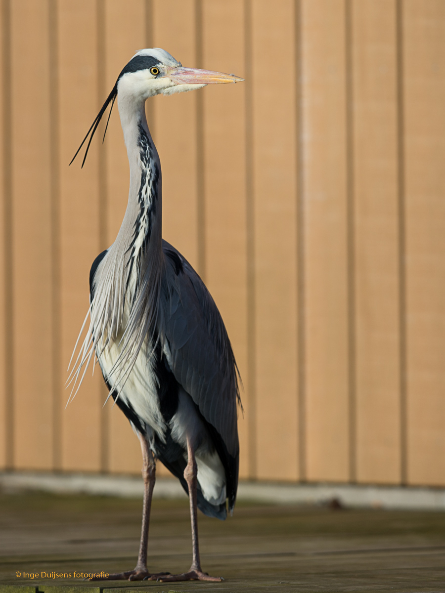 Blauwe reiger