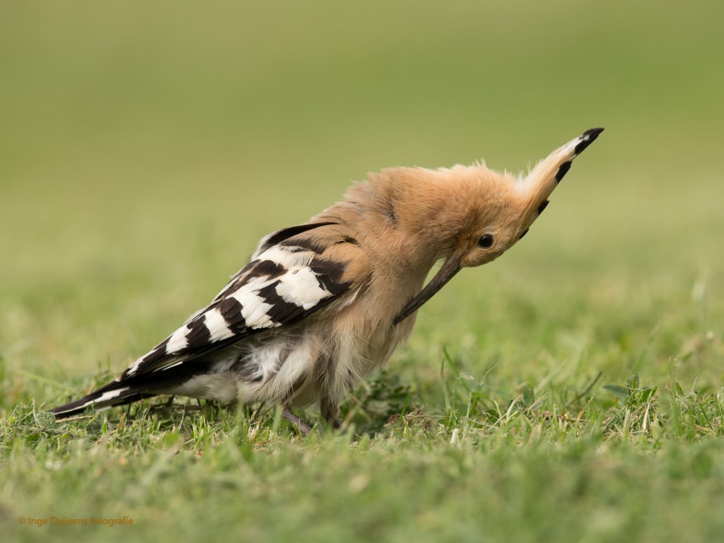 Hop