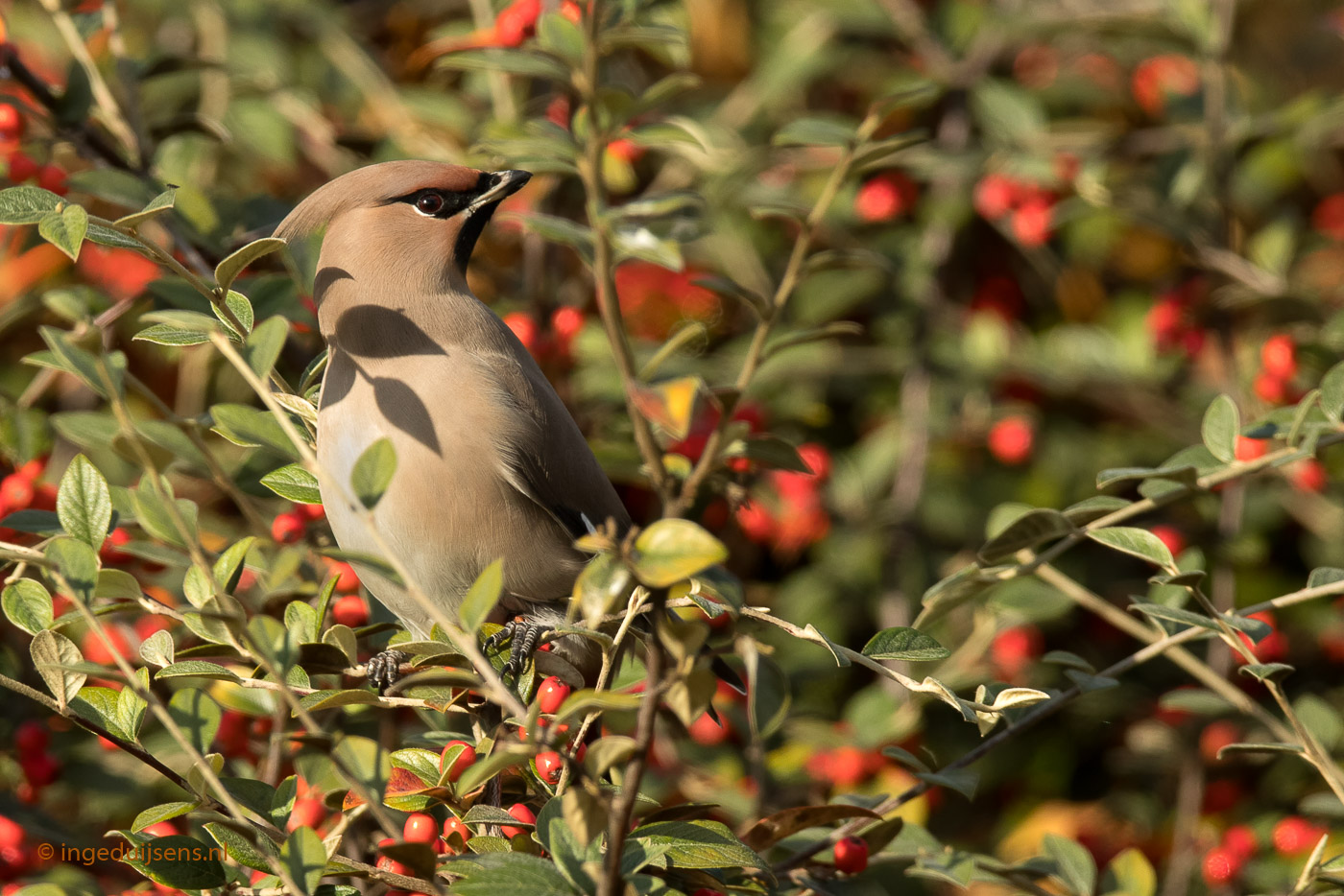 Pestvogel