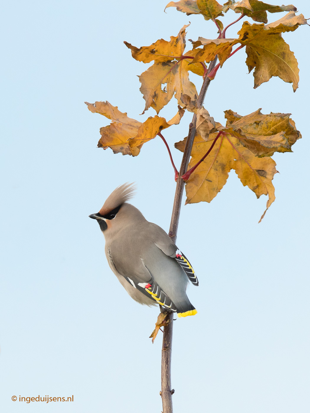 Pestvogel