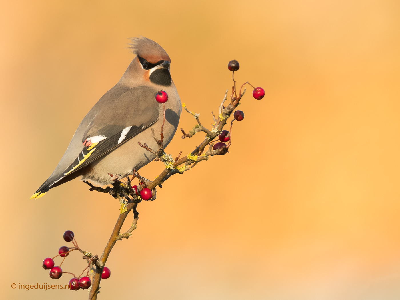 Pestvogel
