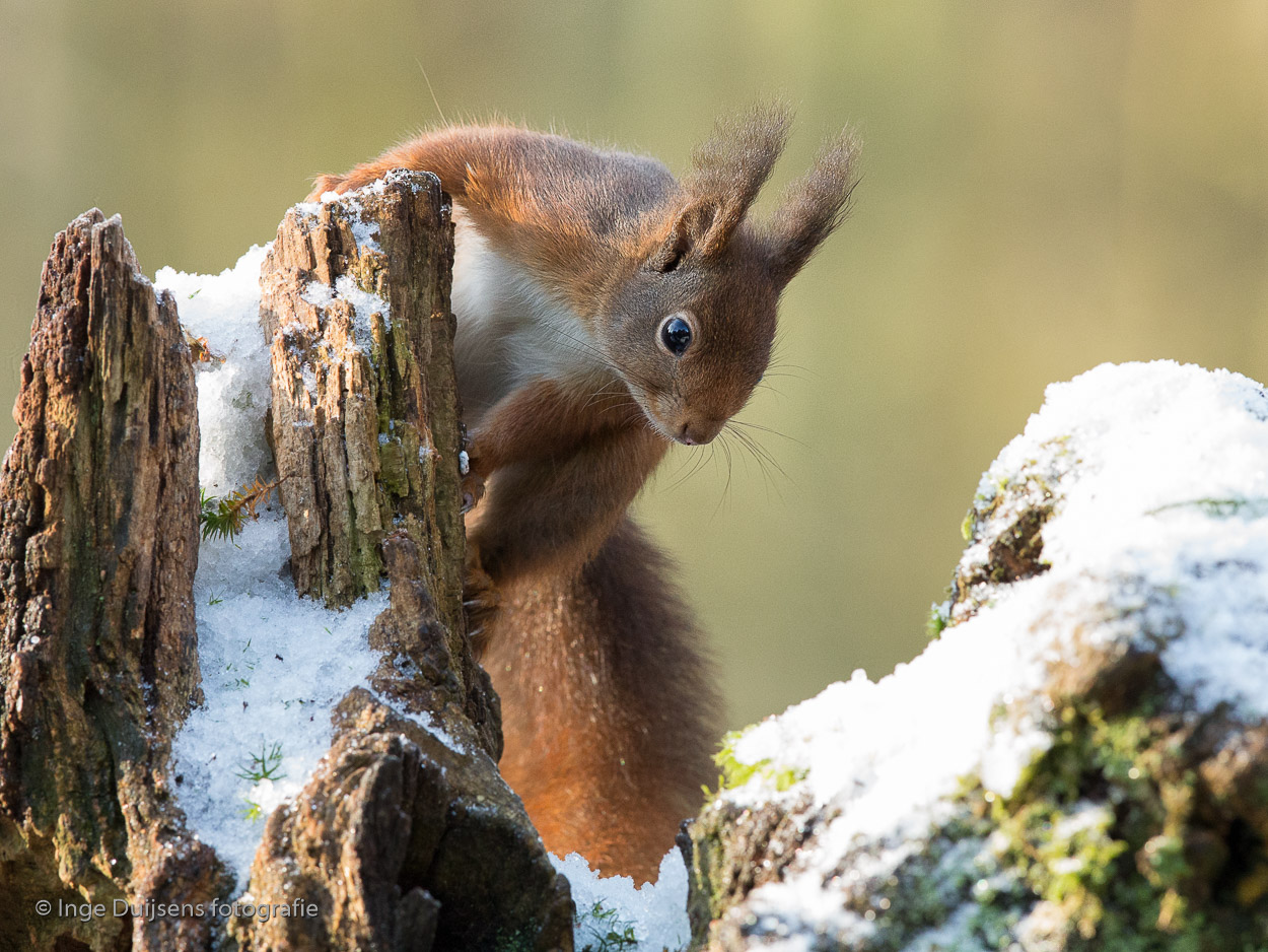 Eekhoorn - Inge Duijsens Fotografie