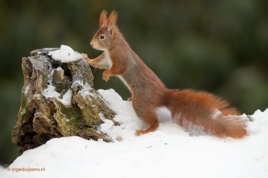 Eekhoorn - Inge Duijsens Fotografie