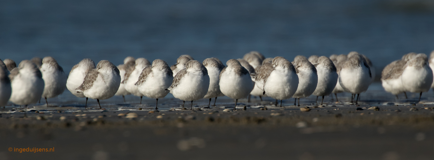 Drieteenstrandlopers rustend