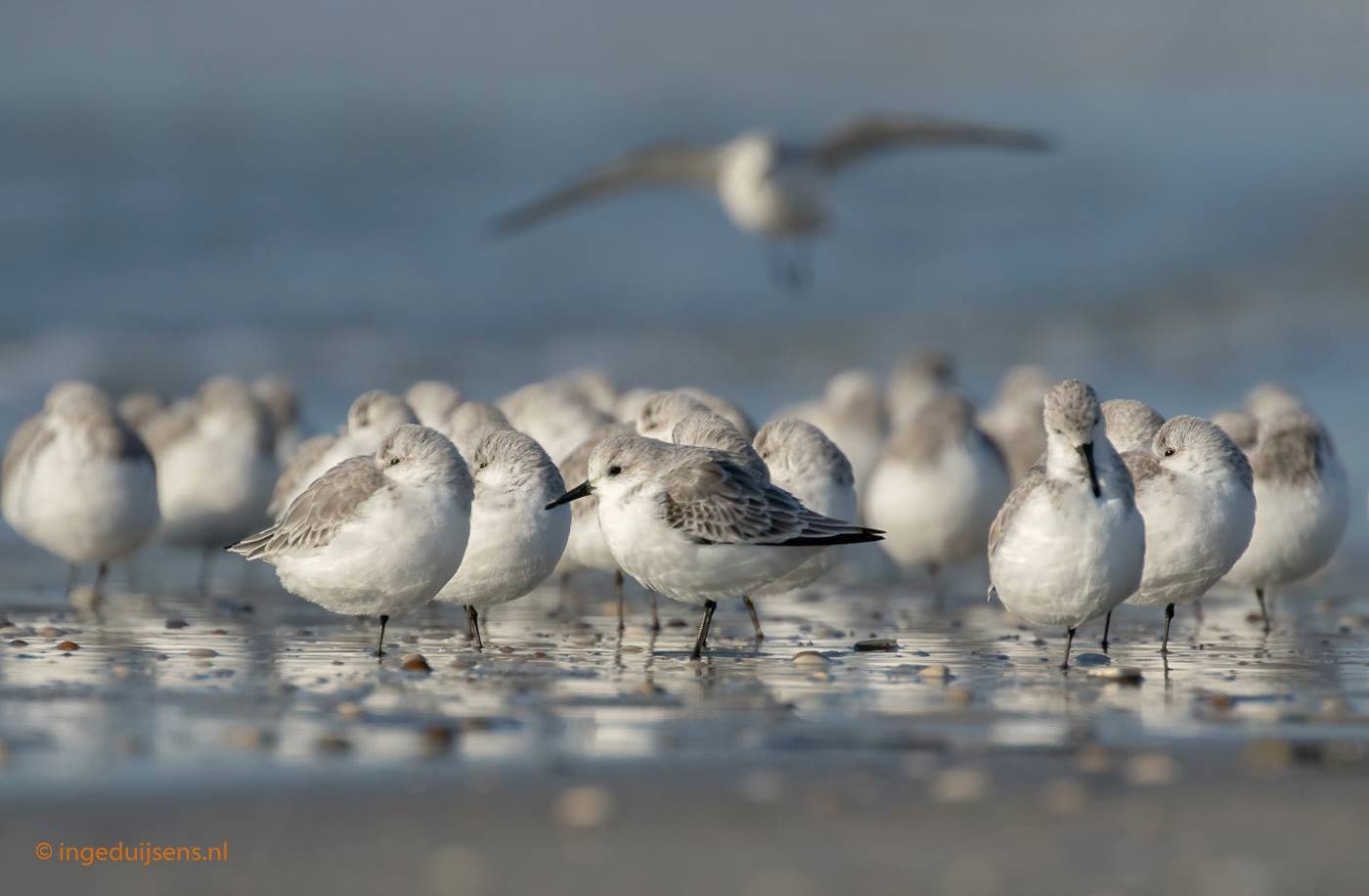 Drieteenstrandlopers